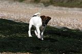 FOX TERRIER POIL LISSE 211